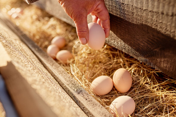 Frische Eier in einem Nest aus Stroh, aufgenommen in einem rustikalen Umfeld.