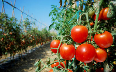 Tomaten – gesund oder giftig?