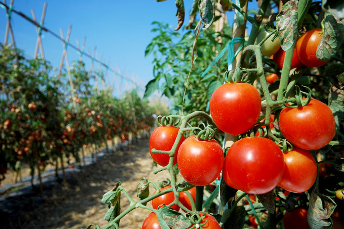 Reife, rote Tomaten hängen an einer Tomatenpflanze in einem Gewächshaus.