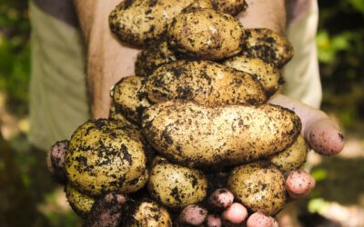 Ressourcen schonen mit regionalen Kartoffeln